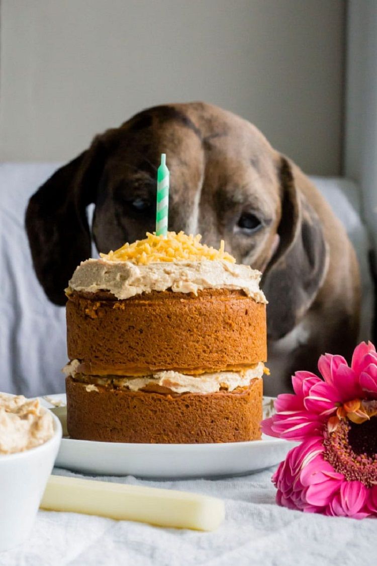 Gâteau pour chien - meilleures recettes à essayer ! | Gâteaux pour